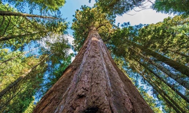 Interesting Fact Blog – The Tallest Tree