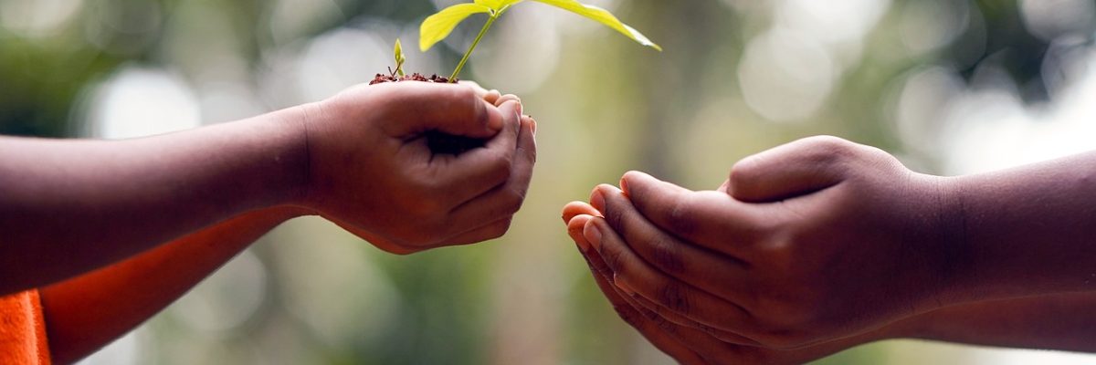 hands, soil, plant-5618238.jpg